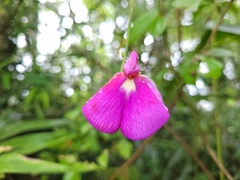 Canavalia bonariensis