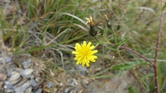 Picris hieracioides morrisonensis