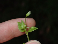 Stellaria media