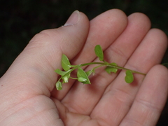 Stellaria media