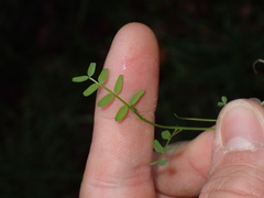 Vicia hirsuta