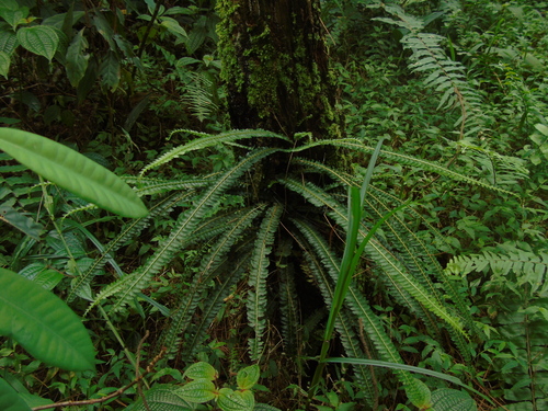Lindsaea pectinata in life