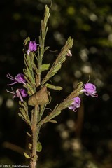 Hypoestes