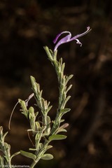 Hypoestes