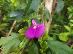 Canavalia bonariensis