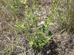 Mirabilis ovata