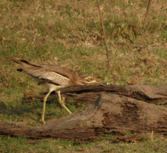 Burhinus vermiculatus