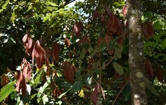 Cryptocarya mackinnoniana