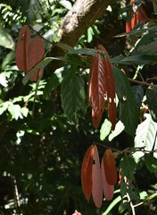 Cryptocarya mackinnoniana