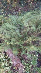 Thelypteridaceae