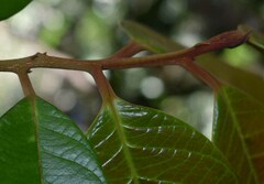 Cryptocarya mackinnoniana