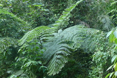 Cyatheaceae