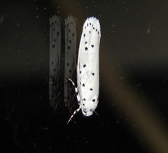Ethmia coscineutis