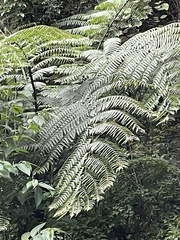 Cyatheaceae