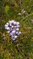 Gentianella corymbosa