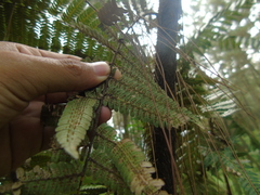 Cyatheaceae