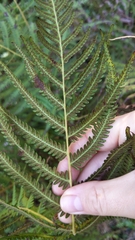 Thelypteridaceae