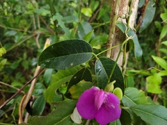 Canavalia bonariensis