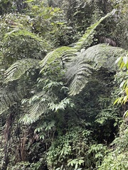 Cyatheaceae