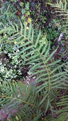 Thelypteridaceae