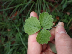 Potentilla sterilis