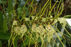 Brassia