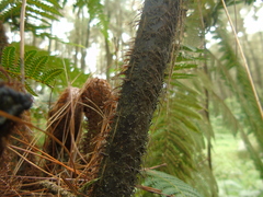 Cyatheaceae