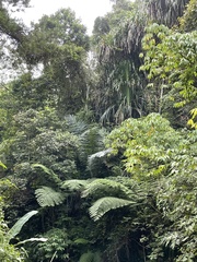 Cyatheaceae