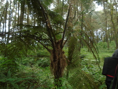 Cyatheaceae