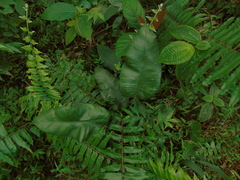 Diplazium cordifolium