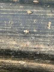 Thaumastocoris peregrinus