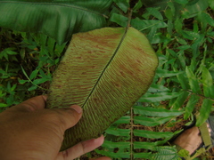 Diplazium cordifolium