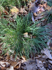 Carex pedunculata