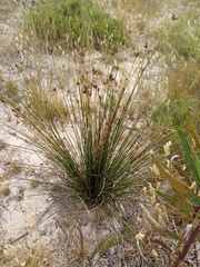 Hellmuthia membranacea