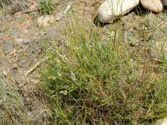 Monnina dictyocarpa