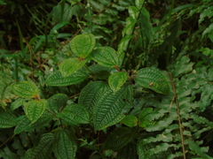 Miconia crenata