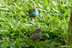 Uraeginthus bengalus