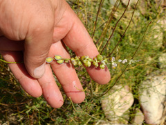 Monnina dictyocarpa
