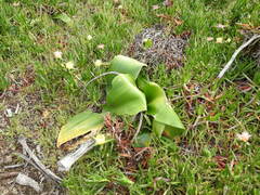 Brunsvigia orientalis