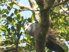 Streptopelia hypopyrrha