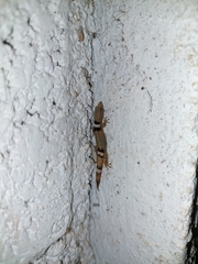 Sphaerodactylus glaucus