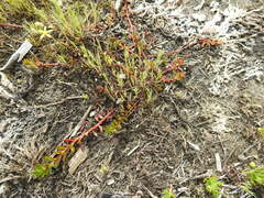 Laurembergia repens