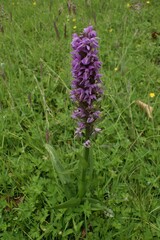 Dactylorhiza praetermissa