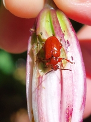 Lilioceris