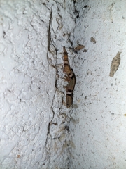 Sphaerodactylus glaucus