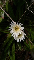 Hypochaeris sessiliflora