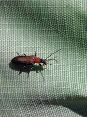 Anogcodes rufiventris