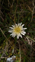 Hypochaeris sessiliflora