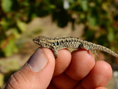 Liolaemus wiegmannii