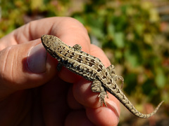 Liolaemus wiegmannii